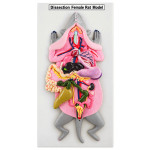 Rat Dissection Female Model